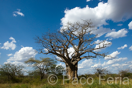 Africa;Kenia;naturaleza_y_medioambiente;medioambiental;bosques;forestal;arbol;arboles;baobab;adansonia;paisajes;paisaje_con_nubes;nubes;puesta_Sol;atardecer;ocaso;colores;color;color_dominante;azul;paisaje_rural
