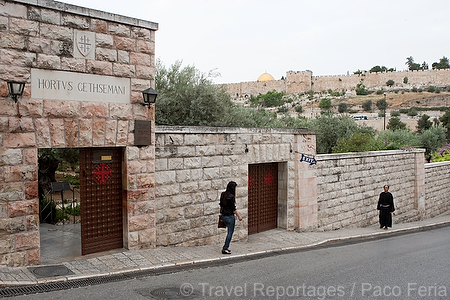 Asia;Proximo_Oriente;Israel;monumental_e_historico;ciudades_historicas;Jerusalen;lugares_historicos;El_monte_Olivos;El_huerto_Getsemani;olivo;religion;religiones;Cristianismo