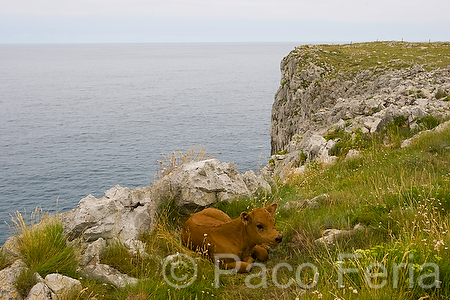 Europa;Espana;Asturias;naturaleza_y_medioambiente;medioambiental;paisajes;paisaje_marino;costa;litoral;acantilado;masas_agua;agua;mares_y_oceanos;mar;mar_cantabrico;soledad;solitario;animales;animales_domesticos;animales_granja;bovino;ternera;ternero;rocas