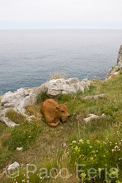 Europa;Espana;Asturias;naturaleza_y_medioambiente;medioambiental;paisajes;paisaje_marino;costa;litoral;acantilado;masas_agua;agua;mares_y_oceanos;mar;mar_cantabrico;soledad;solitario;animales;animales_domesticos;animales_granja;bovino;ternera;ternero;rocas