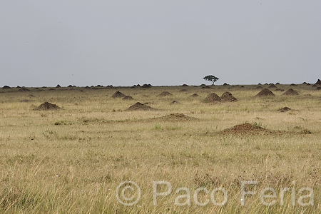 Africa;Kenia;medioambiental;naturaleza_y_medioambiente;reserva_Masai_Mara;reserva_natural;reserva_animales;animales;vida_salvaje;vida_salvaje_Africana;paisajes;paisaje_africano;sabana;planicies;termitero;Masai_Mara