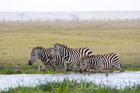 Africa;Kenia;animales;cebra;hervivoros;mamiferos;medioambiental;naturaleza_y_medioambiente;parque_nacional_Amboseli;parques_nacionales;vida_salvaje;vida_salvaje_Africana;reserva_natural;reserva_animales;paisajes;paisaje_africano;sabana;planicies;masas_agua;agua;charca;beber;bebiendo;cebras;equidae