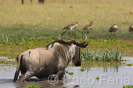 Africa;Kenia;animales;hervivoros;mamiferos;medioambiental;naturaleza_y_medioambiente;parque_nacional_Amboseli;parques_nacionales;vida_salvaje;vida_salvaje_Africana;nu;nues;reserva_natural;reserva_animales;antilope;nu_azul;connochaetes_taurinus;paisajes;paisaje_africano;sabana;planicies;masas_agua;agua;charca;beber;bebiendo