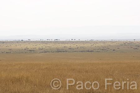 Masai_Mara;medioambiental;naturaleza_y_medioambiente;parques_nacionales;reserva_natural;reserva_natural_Masai_Mara;paisajes;paisaje_africano;sabana;planicies