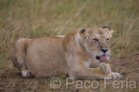 Africa;Kenia;naturaleza_y_medioambiente;medioambiental;animales;vida_salvaje;fauna;vida_salvaje_Africana;mamiferos;carnivoros;felinos;leon;leones;panthera_leo;reserva_natural;reserva_natural_Masai_Mara;Masai_Mara;descansar;descansando;tumbado;hembra;leona;leonas;actividad_animal;limpieza;lamer;lamiendose