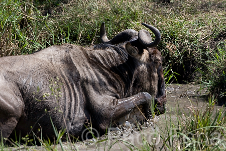 Africa;Kenia;naturaleza_y_medioambiente;medioambiental;animales;vida_salvaje;fauna;vida_salvaje_Africana;mamiferos;hervivoros;antilope;nu_azul;connochaetes_taurinus;nu;nues;la_gran_migracion;reserva_natural;reserva_natural_Masai_Mara;Masai_Mara;masas_agua;agua;charca;beber;bebiendo