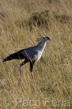 Masai_Mara;medioambiental;naturaleza_y_medioambiente;parques_nacionales;reserva_natural;reserva_natural_Masai_Mara;animales;vida_salvaje;fauna;vida_salvaje_Africana;oviparos;aves;pajaros;aves_rapina;carroneros;secretario;sagittarius_serpentarius