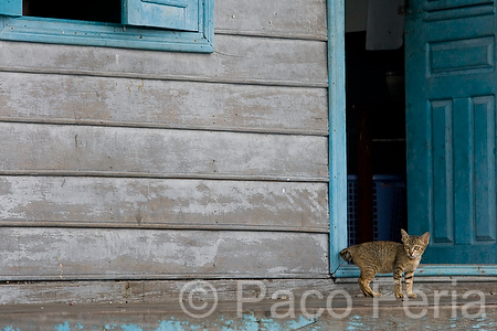 Asia;Camboya;Sudeste_Asiatico;tropico;zonas_tropicales;naturaleza_y_medioambiente;medioambiental;masas_agua;agua;rio;rios;casas_flotantes;animales;zoologia;animales_domesticos;mascotas;animales_compania;gato;gatos;entorno_urbano;arquitectura;casas_tradicionales