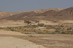 Asia;Proximo_Oriente;Israel;naturaleza_y_medioambiente;medioambiental;paisajes;paisajes_del_desierto;desierto_del_Negev;sequia