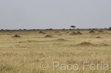 Africa;Kenia;medioambiental;naturaleza_y_medioambiente;reserva_Masai_Mara;reserva_natural;reserva_animales;animales;vida_salvaje;vida_salvaje_Africana;paisajes;paisaje_africano;sabana;planicies;termitero;Masai_Mara