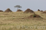 Africa;Kenia;medioambiental;naturaleza_y_medioambiente;reserva_Masai_Mara;reserva_natural;reserva_animales;animales;vida_salvaje;vida_salvaje_Africana;paisajes;paisaje_africano;sabana;planicies;termitero;arbol;arboles;acacias;acacia;soledad;solitario;Masai_Mara