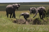 Africa;Kenia;medioambiental;naturaleza_y_medioambiente;reserva_Masai_Mara;reserva_natural;reserva_animales;animales;vida_salvaje;vida_salvaje_Africana;mamiferos;hervivoros;elefante;elefantes;elephantidae;paquidermos;paisajes;paisaje_africano;sabana;planicies;crias;masas_agua;agua;charca;beber;bebiendo;Masai_Mara