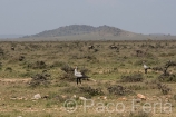 Africa;Kenia;animales;vida_salvaje;oviparos;aves;pajaros;aves_rapina;carroneros;secretario;sagittarius_serpentarius;naturaleza_y_medioambiente;medioambiental