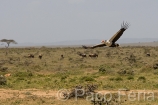 Africa;Kenia;animales;vida_salvaje;oviparos;aves;pajaros;aves_rapina;carroneros;secretario;sagittarius_serpentarius;volar;volando;naturaleza_y_medioambiente;medioambiental