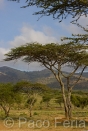Africa;Kenia;naturaleza_y_medioambiente;medioambiental;bosques;forestal;arbol;arboles;acacias;paisajes;paisaje_rural;colina;colinas;paisaje_africano;sabana;planicies