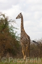 Africa;Kenia;animales;vida_salvaje;mamiferos;hervivoros;jirafa;giraffa_camelopardalis;jirafas;naturaleza_y_medioambiente;medioambiental;paisajes;paisaje_africano;sabana;planicies