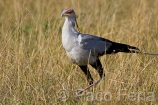 Africa;Kenia;naturaleza_y_medioambiente;medioambiental;animales;vida_salvaje;fauna;vida_salvaje_Africana;reserva_natural;reserva_natural_Masai_Mara;Masai_Mara;oviparos;aves;pajaros;aves_rapina;carroneros;secretario;sagittarius_serpentarius;paisajes;paisaje_africano;sabana;planicies