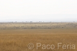 Masai_Mara;medioambiental;naturaleza_y_medioambiente;parques_nacionales;reserva_natural;reserva_natural_Masai_Mara;paisajes;paisaje_africano;sabana;planicies
