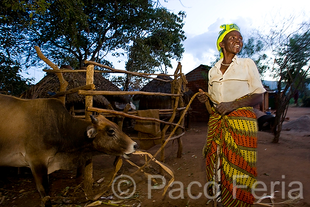 Africa;Kenia;gente;personas;sociedad;razas_y_etnias;africano;negroide;subsaharianos;tribu_Kamba;paises_en_vias_desarrollo;Tercer_Mundo;mujer;mujeres;animales;animales_domesticos;animales_granja;vacas;ganado;vacuno;medio_rural;pueblos_rurales;aldeas_rurales;aldea_africana;luz_del_dia;puesta_Sol;atardecer;ocaso;anochecer;noche;raza_negra