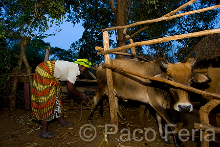 Africa;Kenia;gente;personas;sociedad;razas_y_etnias;africano;negroide;subsaharianos;tribu_Kamba;paises_en_vias_desarrollo;Tercer_Mundo;mujer;mujeres;animales;animales_domesticos;animales_granja;vacas;ganado;vacuno;medio_rural;pueblos_rurales;aldeas_rurales;aldea_africana;luz_del_dia;puesta_Sol;atardecer;ocaso;anochecer;noche