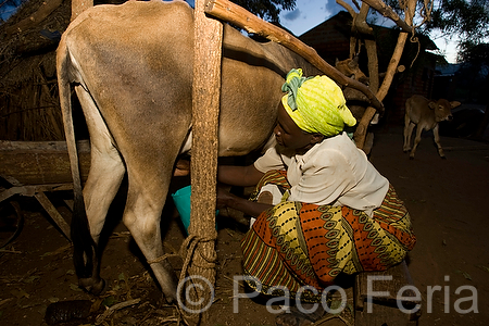 Africa;Kenia;gente;personas;sociedad;razas_y_etnias;africano;negroide;subsaharianos;tribu_Kamba;paises_en_vias_desarrollo;Tercer_Mundo;mujer;mujeres;animales;animales_domesticos;animales_granja;vacas;ganado;vacuno;actividades_sociales;gente_ordenando_una_vaca;ordenar;medio_rural;pueblos_rurales;aldeas_rurales;aldea_africana;raza_negra