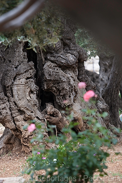 Asia;Proximo_Oriente;Israel;monumental_e_historico;ciudades_historicas;Jerusalen;lugares_historicos;El_monte_Olivos;El_huerto_Getsemani;olivo;jardines;jardin;religion;religiones;Cristianismo