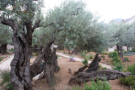 Asia;Proximo_Oriente;Israel;monumental_e_historico;ciudades_historicas;Jerusalen;lugares_historicos;El_monte_Olivos;El_huerto_Getsemani;olivo;jardines;jardin;religion;religiones;Cristianismo