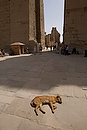 Africa;Egipto;monumental_e_historico;civilizaciones;antiguo_Egipto;monumentos_egipcios;cultura;arte;arte_antiguo;Arte_Egipcio;Templo_Karnak