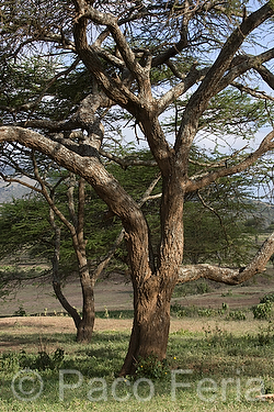 Africa;Kenia;naturaleza_y_medioambiente;medioambiental;bosques;forestal;arbol;arboles;acacias;paisajes;paisaje_rural;paisaje_africano;sabana;planicies