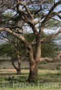 Africa;Kenia;naturaleza_y_medioambiente;medioambiental;bosques;forestal;arbol;arboles;acacias;paisajes;paisaje_rural;paisaje_africano;sabana;planicies