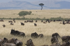 The Great Migration, Masai Mara, kenya