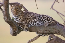 Leopard, Masai Mara, Kenya