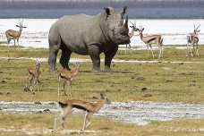 Rhino, Nakuru NP, kenya