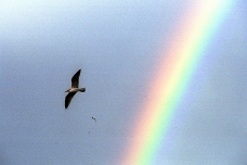 Seagulls and rainbow, Galicia, Spain
