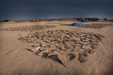 Shark fins, Nouadhibou, Mauritania